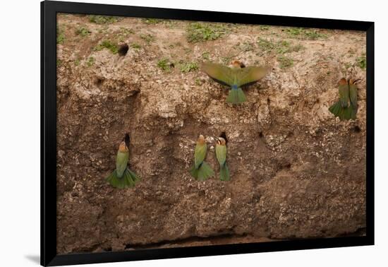 White-Fronted Bee Eaters-Michele Westmorland-Framed Photographic Print