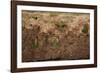 White-Fronted Bee Eaters-Michele Westmorland-Framed Photographic Print