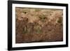 White-Fronted Bee Eaters-Michele Westmorland-Framed Photographic Print