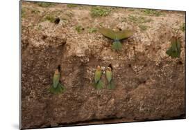 White-Fronted Bee Eaters-Michele Westmorland-Mounted Photographic Print