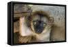 White-Fronted Brown Lemur Three Week Old Baby-null-Framed Stretched Canvas