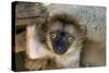 White-Fronted Brown Lemur Three Week Old Baby-null-Stretched Canvas