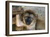 White-Fronted Brown Lemur Three Week Old Baby-null-Framed Photographic Print