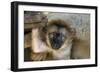 White-Fronted Brown Lemur Three Week Old Baby-null-Framed Photographic Print