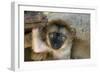 White-Fronted Brown Lemur Three Week Old Baby-null-Framed Photographic Print