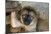 White-Fronted Brown Lemur Three Week Old Baby-null-Mounted Photographic Print