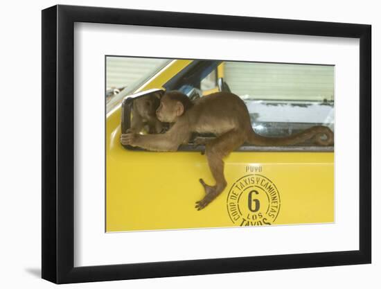 White-Fronted Capuchin Monkey (Cebus Albifrons) Wild Monkey Forming Part of a Troop Living-null-Framed Photographic Print