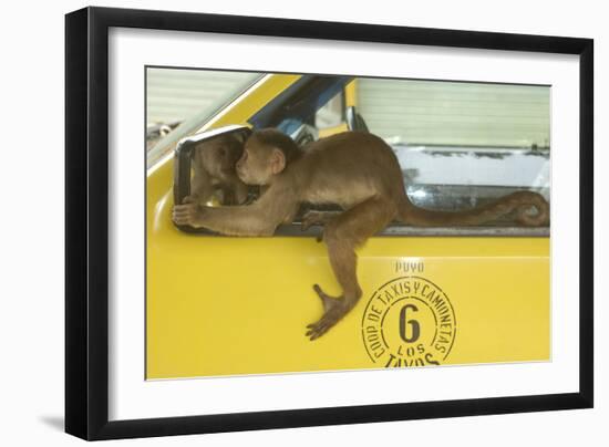 White-Fronted Capuchin Monkey (Cebus Albifrons) Wild Monkey Forming Part of a Troop Living-null-Framed Photographic Print