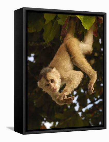 White-Fronted Capuchin Monkey Hanging From a Tree, Puerto Misahualli, Amazon Rain Forest, Ecuador-Pete Oxford-Framed Stretched Canvas