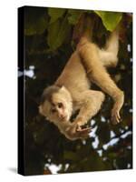 White-Fronted Capuchin Monkey Hanging From a Tree, Puerto Misahualli, Amazon Rain Forest, Ecuador-Pete Oxford-Stretched Canvas