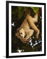 White-Fronted Capuchin Monkey Hanging From a Tree, Puerto Misahualli, Amazon Rain Forest, Ecuador-Pete Oxford-Framed Premium Photographic Print