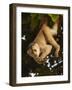 White-Fronted Capuchin Monkey Hanging From a Tree, Puerto Misahualli, Amazon Rain Forest, Ecuador-Pete Oxford-Framed Photographic Print