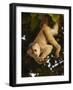 White-Fronted Capuchin Monkey Hanging From a Tree, Puerto Misahualli, Amazon Rain Forest, Ecuador-Pete Oxford-Framed Photographic Print