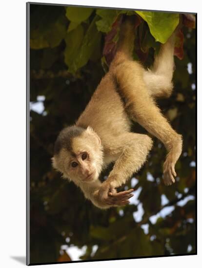 White-Fronted Capuchin Monkey Hanging From a Tree, Puerto Misahualli, Amazon Rain Forest, Ecuador-Pete Oxford-Mounted Photographic Print
