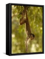 White-Fronted Capuchin Monkey Hanging From a Tree, Puerto Misahualli, Amazon Rain Forest, Ecuador-Pete Oxford-Framed Stretched Canvas