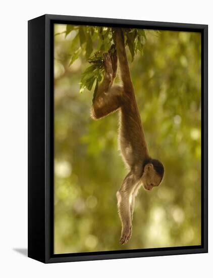 White-Fronted Capuchin Monkey Hanging From a Tree, Puerto Misahualli, Amazon Rain Forest, Ecuador-Pete Oxford-Framed Stretched Canvas