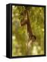 White-Fronted Capuchin Monkey Hanging From a Tree, Puerto Misahualli, Amazon Rain Forest, Ecuador-Pete Oxford-Framed Stretched Canvas