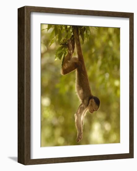 White-Fronted Capuchin Monkey Hanging From a Tree, Puerto Misahualli, Amazon Rain Forest, Ecuador-Pete Oxford-Framed Photographic Print