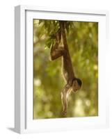 White-Fronted Capuchin Monkey Hanging From a Tree, Puerto Misahualli, Amazon Rain Forest, Ecuador-Pete Oxford-Framed Photographic Print