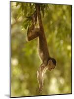 White-Fronted Capuchin Monkey Hanging From a Tree, Puerto Misahualli, Amazon Rain Forest, Ecuador-Pete Oxford-Mounted Photographic Print