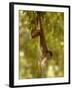 White-Fronted Capuchin Monkey Hanging From a Tree, Puerto Misahualli, Amazon Rain Forest, Ecuador-Pete Oxford-Framed Photographic Print