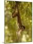 White-Fronted Capuchin Monkey Hanging From a Tree, Puerto Misahualli, Amazon Rain Forest, Ecuador-Pete Oxford-Mounted Photographic Print