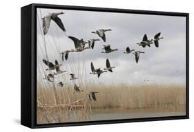 White Fronted Geese (Anser Albifrons) in Flight, Durankulak Lake, Bulgaria, February 2009-Presti-Framed Stretched Canvas