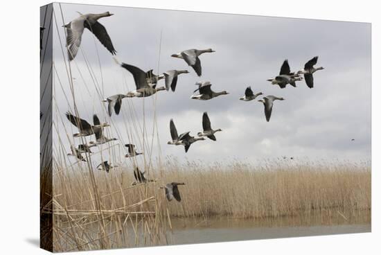 White Fronted Geese (Anser Albifrons) in Flight, Durankulak Lake, Bulgaria, February 2009-Presti-Stretched Canvas