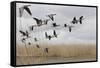 White Fronted Geese (Anser Albifrons) in Flight, Durankulak Lake, Bulgaria, February 2009-Presti-Framed Stretched Canvas