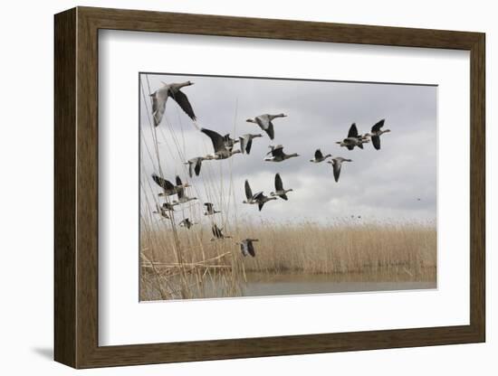 White Fronted Geese (Anser Albifrons) in Flight, Durankulak Lake, Bulgaria, February 2009-Presti-Framed Photographic Print