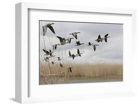 White Fronted Geese (Anser Albifrons) in Flight, Durankulak Lake, Bulgaria, February 2009-Presti-Framed Photographic Print