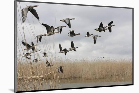 White Fronted Geese (Anser Albifrons) in Flight, Durankulak Lake, Bulgaria, February 2009-Presti-Mounted Photographic Print