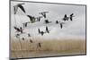 White Fronted Geese (Anser Albifrons) in Flight, Durankulak Lake, Bulgaria, February 2009-Presti-Mounted Photographic Print