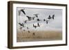 White Fronted Geese (Anser Albifrons) in Flight, Durankulak Lake, Bulgaria, February 2009-Presti-Framed Photographic Print