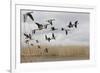 White Fronted Geese (Anser Albifrons) in Flight, Durankulak Lake, Bulgaria, February 2009-Presti-Framed Photographic Print