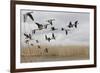 White Fronted Geese (Anser Albifrons) in Flight, Durankulak Lake, Bulgaria, February 2009-Presti-Framed Photographic Print