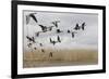White Fronted Geese (Anser Albifrons) in Flight, Durankulak Lake, Bulgaria, February 2009-Presti-Framed Photographic Print