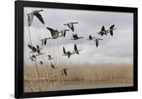 White Fronted Geese (Anser Albifrons) in Flight, Durankulak Lake, Bulgaria, February 2009-Presti-Framed Photographic Print