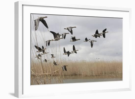 White Fronted Geese (Anser Albifrons) in Flight, Durankulak Lake, Bulgaria, February 2009-Presti-Framed Photographic Print