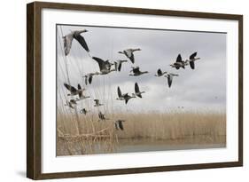 White Fronted Geese (Anser Albifrons) in Flight, Durankulak Lake, Bulgaria, February 2009-Presti-Framed Photographic Print