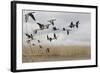 White Fronted Geese (Anser Albifrons) in Flight, Durankulak Lake, Bulgaria, February 2009-Presti-Framed Photographic Print
