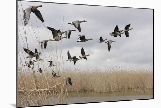 White Fronted Geese (Anser Albifrons) in Flight, Durankulak Lake, Bulgaria, February 2009-Presti-Mounted Photographic Print