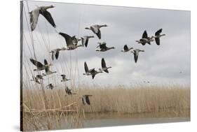 White Fronted Geese (Anser Albifrons) in Flight, Durankulak Lake, Bulgaria, February 2009-Presti-Stretched Canvas