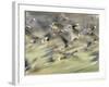 White Fronted Geese, Taking off from Field, Europe-Dietmar Nill-Framed Photographic Print