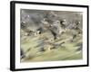 White Fronted Geese, Taking off from Field, Europe-Dietmar Nill-Framed Photographic Print