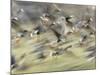 White Fronted Geese, Taking off from Field, Europe-Dietmar Nill-Mounted Photographic Print