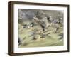 White Fronted Geese, Taking off from Field, Europe-Dietmar Nill-Framed Photographic Print