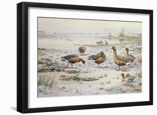 White Fronted Geese-Carl Donner-Framed Giclee Print