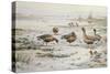 White Fronted Geese-Carl Donner-Stretched Canvas