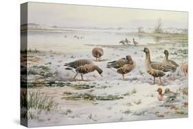 White Fronted Geese-Carl Donner-Stretched Canvas